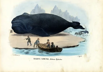 Ballena de Groenlandia, 1863-79